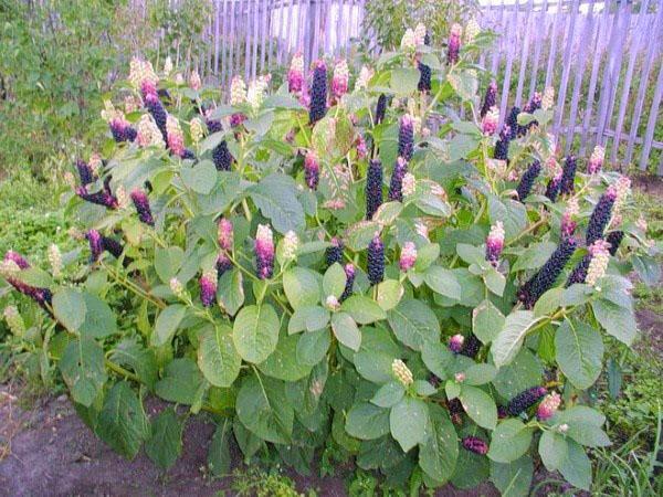 prendre soin des lakonos dans le jardin