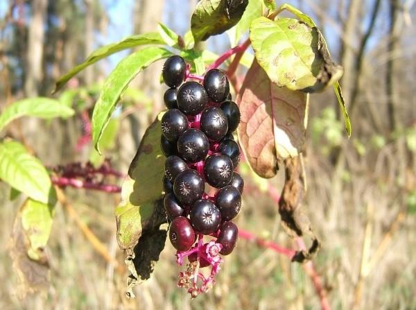 les fruits des lakonos mûrissent