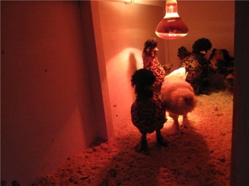 cómo calentar un gallinero con una lámpara