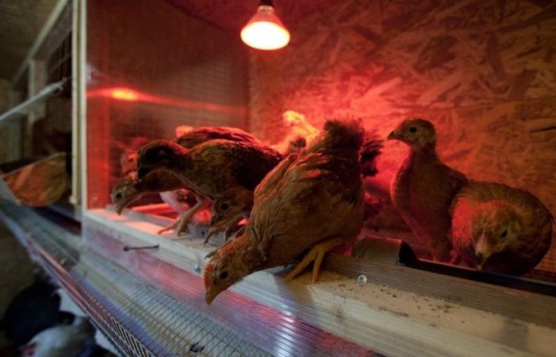 Lámparas para calentar el gallinero en invierno.