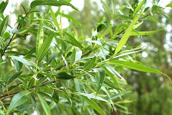 couronne de saule sphérique