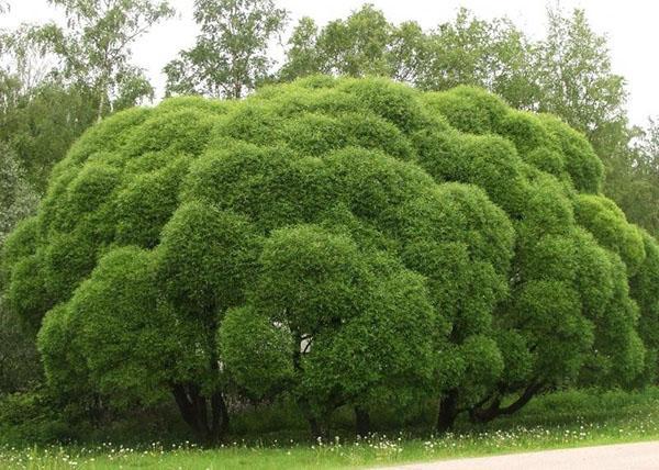 saule sphérique dans le parc