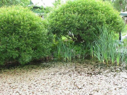 saule nain sphérique au bord de l'étang