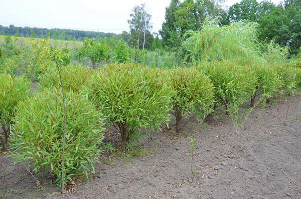 saule sphérique dans la pépinière