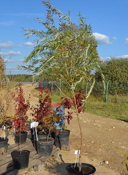 semis de saule cassant sphérique