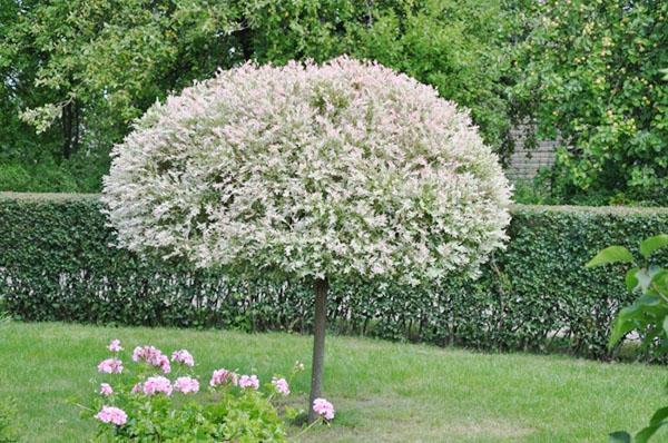 saule sphérique dans le jardin