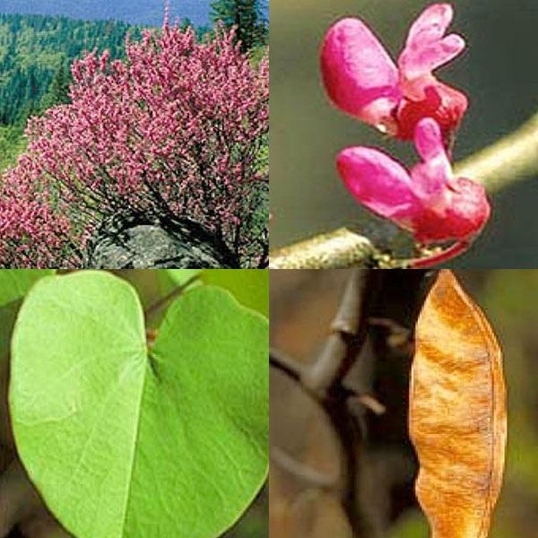 arbre de juda, floraison, feuilles, couronne