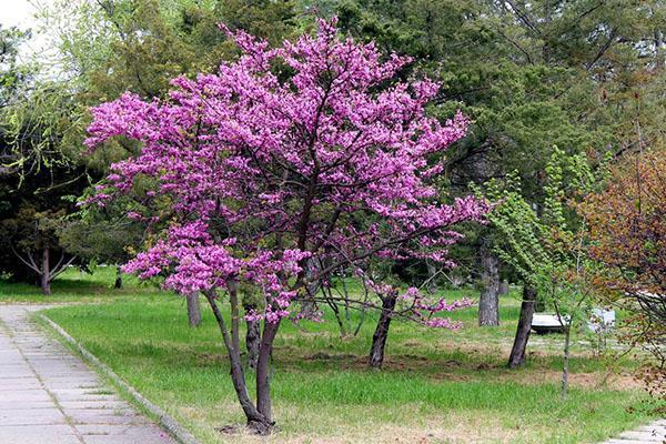 Árbol de Judas en el parque