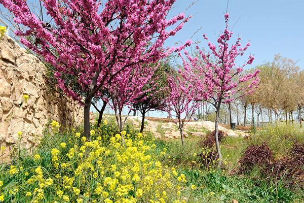 arbre de Judée en mai