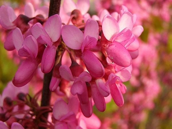 flores brillantes del árbol de Judá