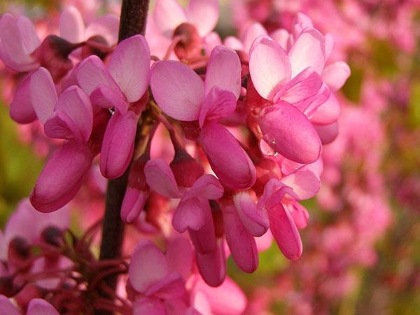 fleurs lumineuses de l'arbre de Judée