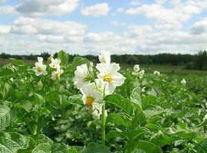 Champ de pommes de terre sans mauvaises herbes