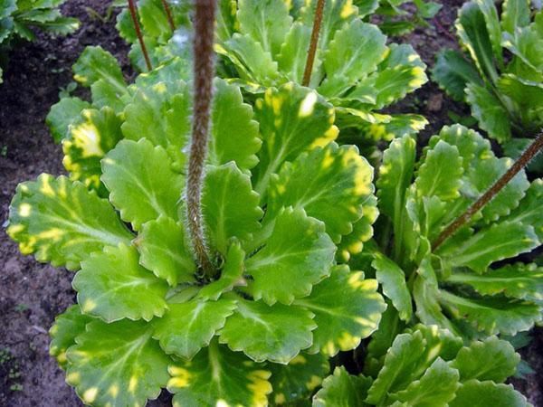 cosechando hojas de saxifrage