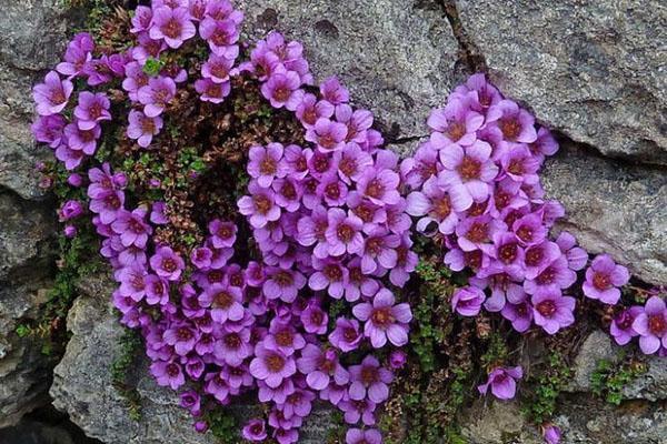 recherche de saxifrage sauvage