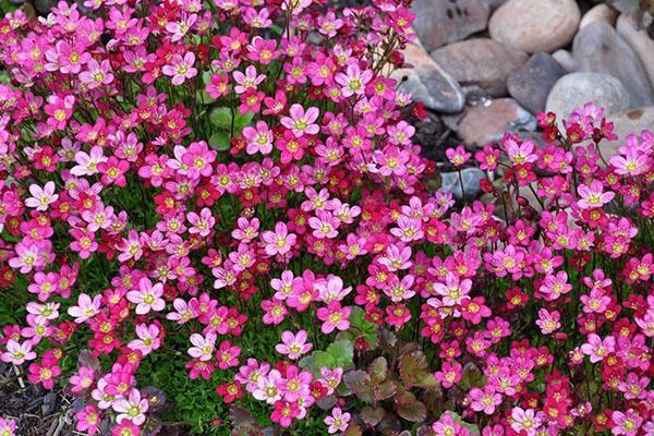 saxifrage aux herbes médicinales