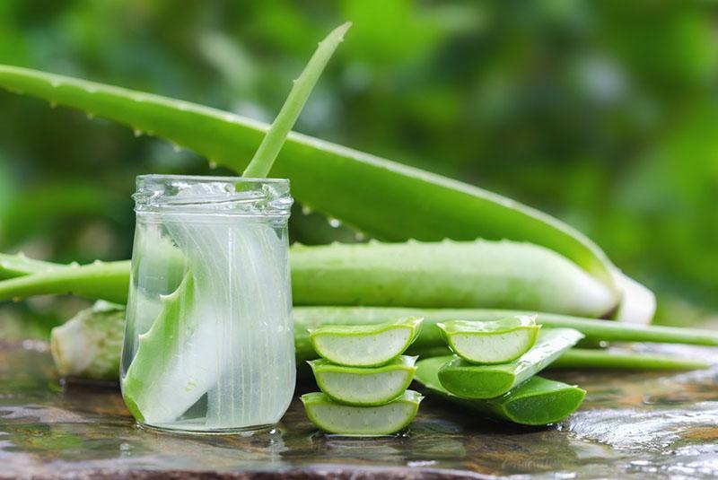 medicina de hoja de aloe