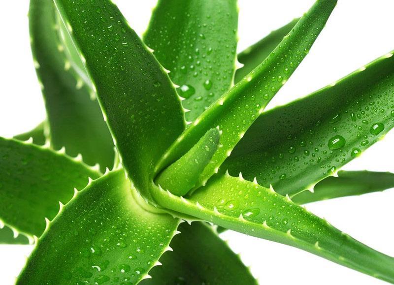 aloe medicinal