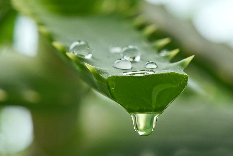 jugosa pulpa de aloe