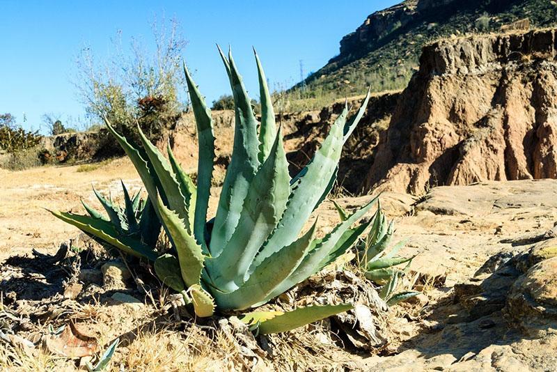 aloe en su entorno natural