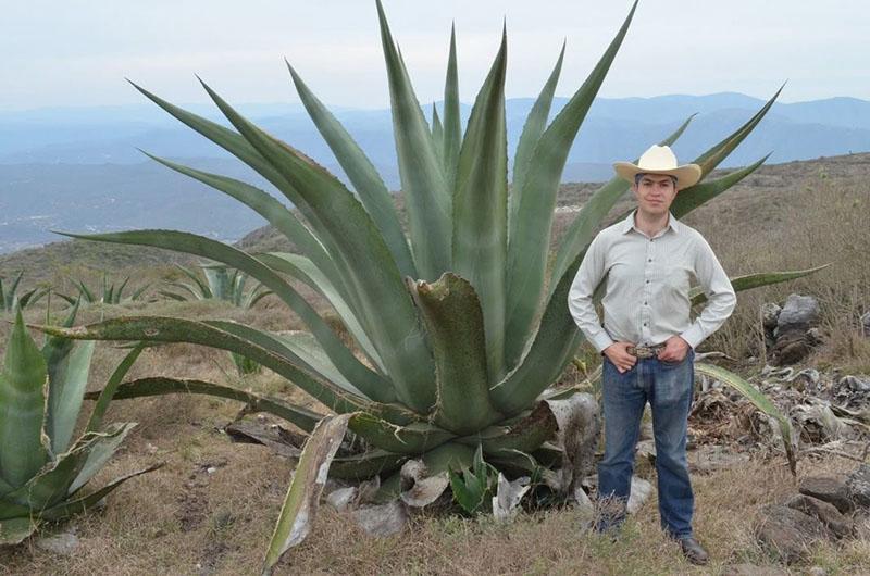 variedad de aloe