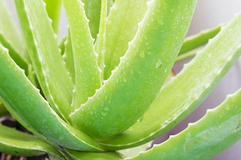 propiedades medicinales del aloe