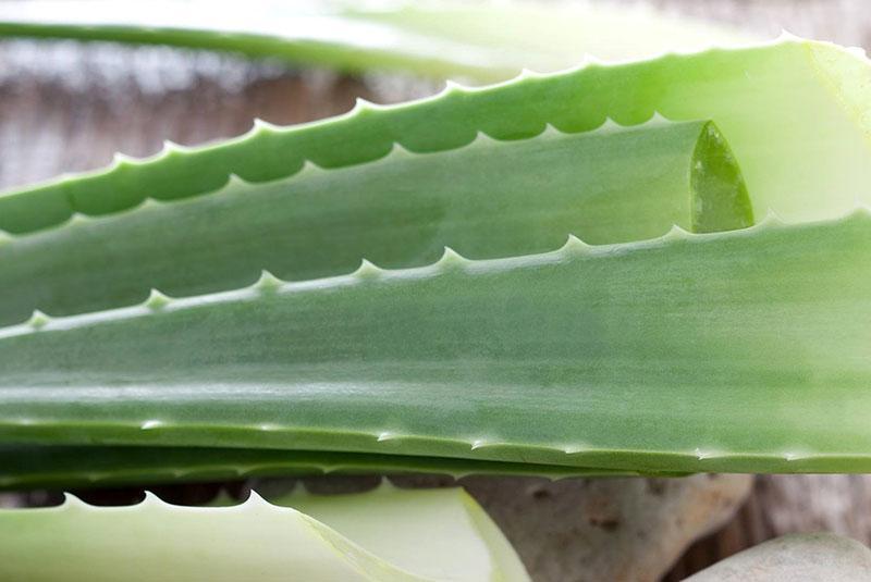 cosechando hojas de aloe