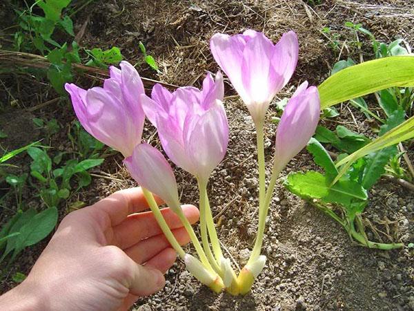 le crocus a fleuri