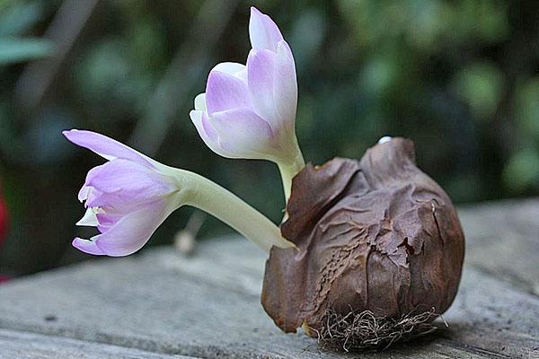 flores de bulbo de azafrán