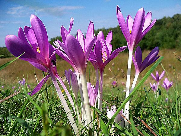 flores de azafrán