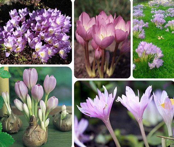 colchicum en la naturaleza