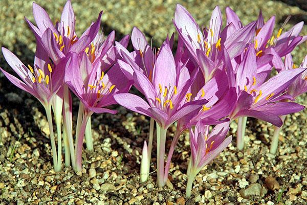 propiedades medicinales del azafrán de otoño