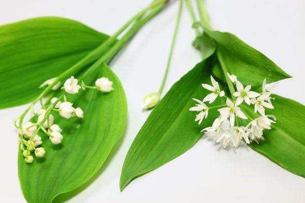 muguet et ail sauvage