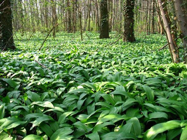 propiedades medicinales del ajo silvestre