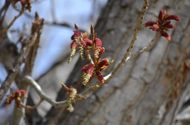 bourgeons de peuplier noir