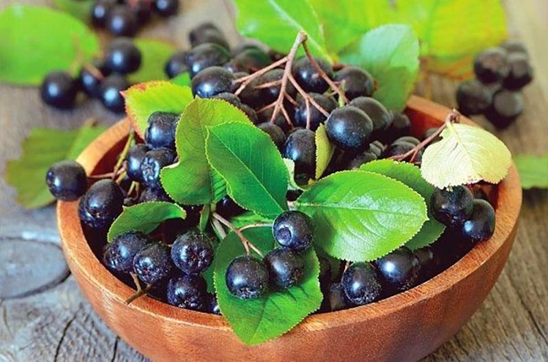 chokeberry no es útil para todos