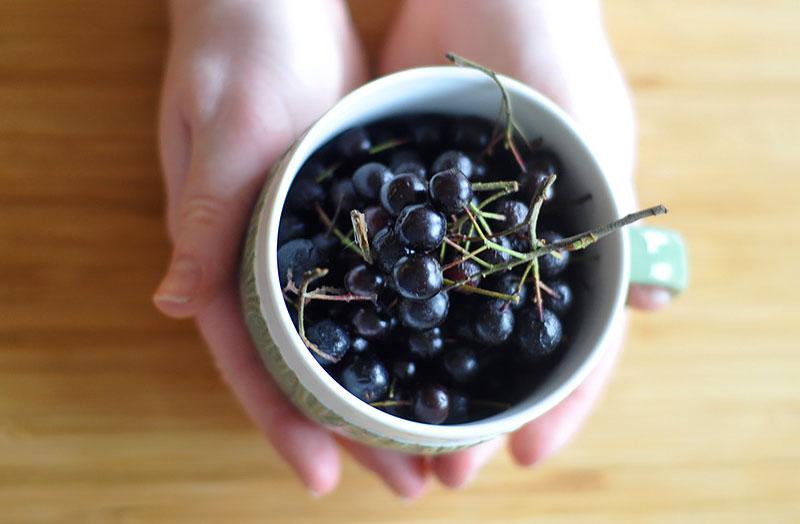 aronia pour les femmes enceintes