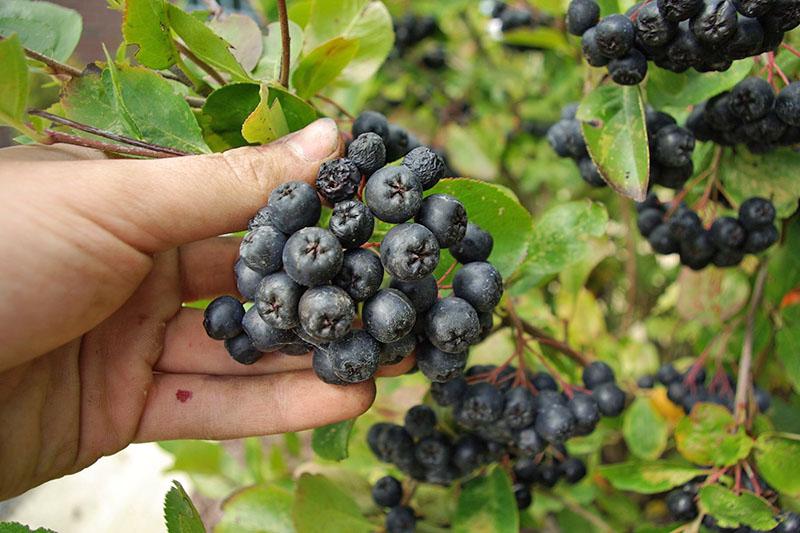 propiedades medicinales de chokeberry para diabéticos