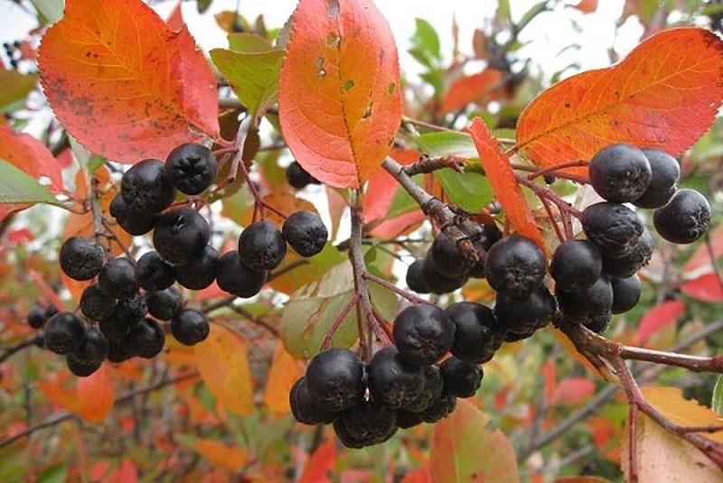 chokeberry madura