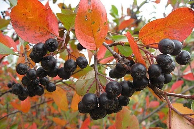 aronia mûr