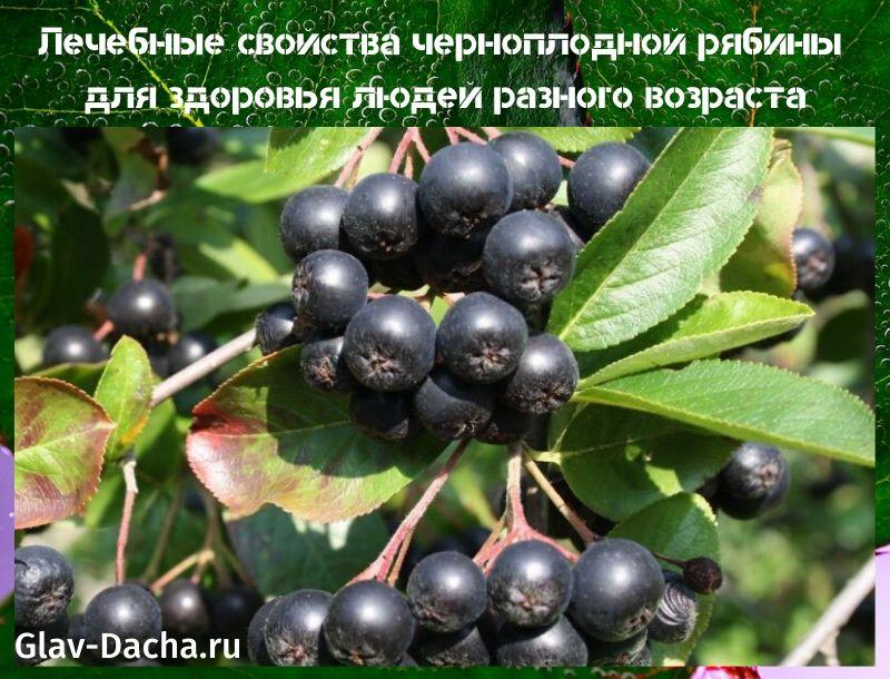 propiedades medicinales de chokeberry