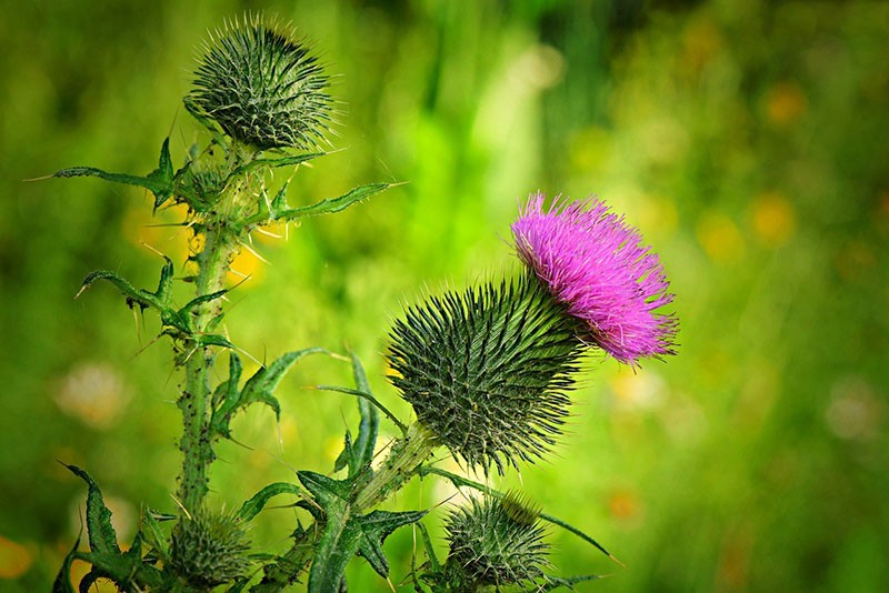 flores de cardo