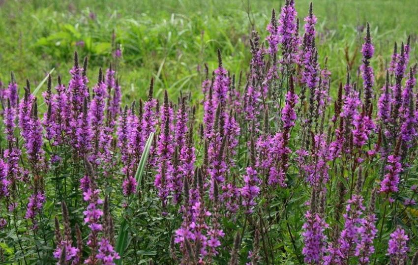 propriétés médicinales du pain de saule