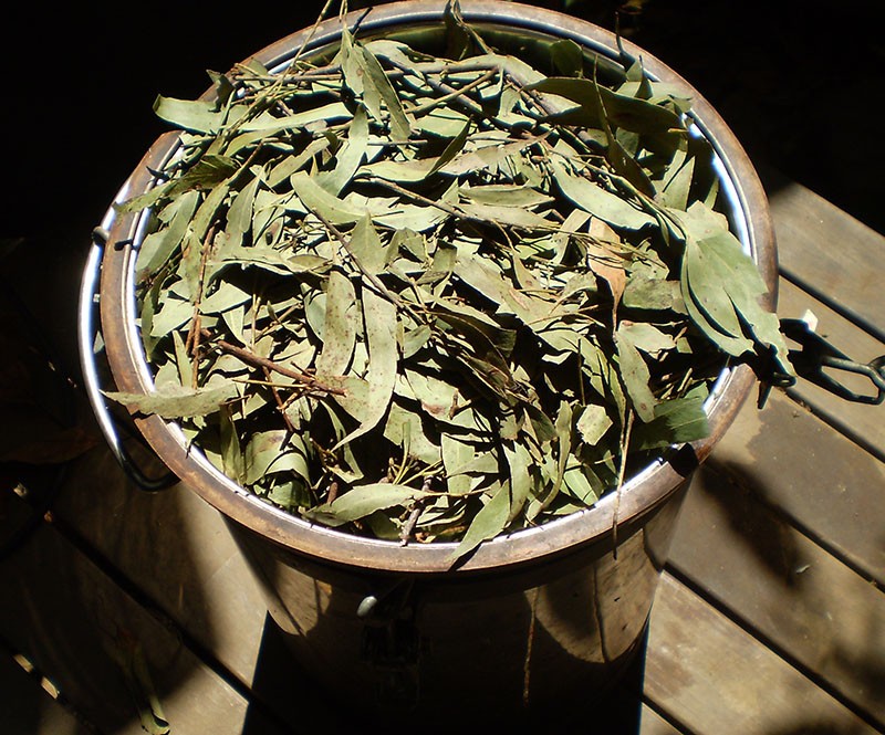 feuilles d'eucalyptus sèches