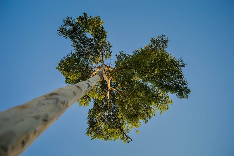 propriétés médicinales de l'eucalyptus et contre-indications