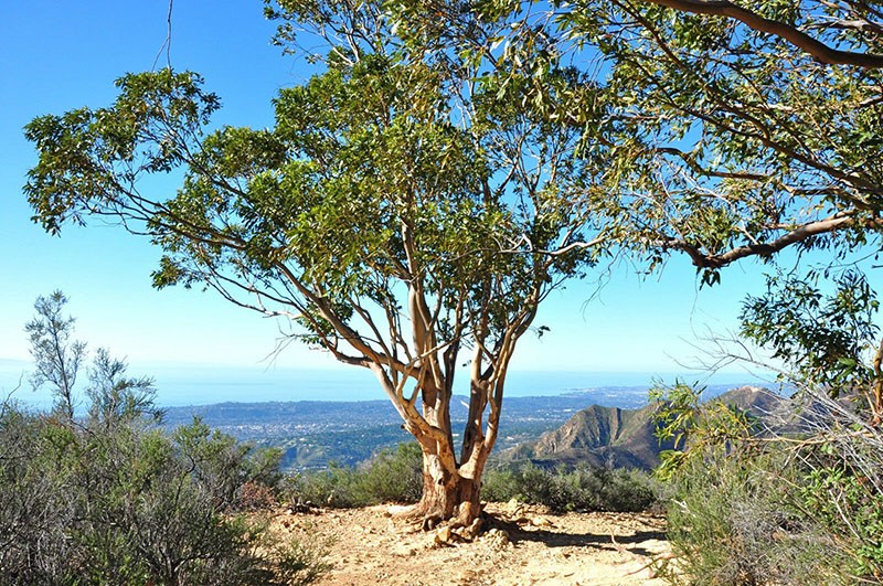 l'eucalyptus aime le soleil