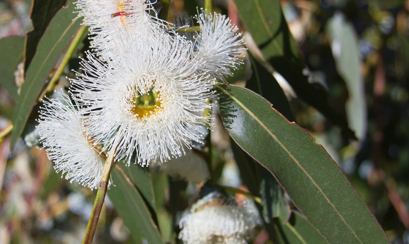 fleurs d'eucalyptus