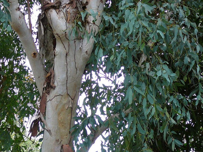 écorce d'eucalyptus médicinale