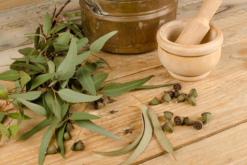 propriétés médicinales de l'eucalyptus et contre-indications