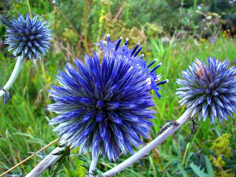 inflorescencias únicas en la parte superior de los brotes