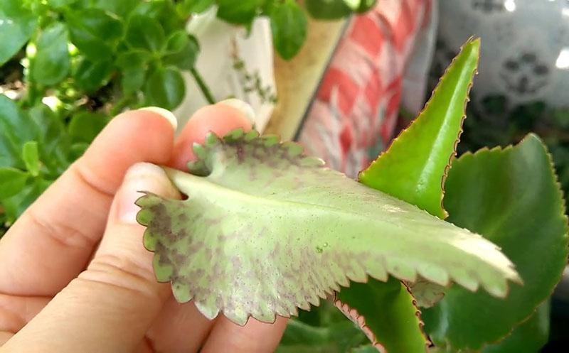 comment traiter les feuilles de Kalanchoe